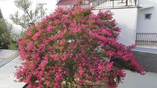 Гостевой дом Studio apartmani i sobe ŠUŠANJ Бар-6